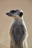 Erdmännchen (Suricata suricatta), Kgalagadi Transfrontier Park, Südafrika, Afrika