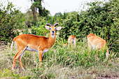 Uganda Kob (Kobus Kob thomasi), Queen Elizabeth Nationalpark, Uganda, Afrika