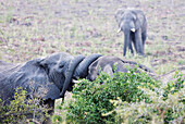 Rituelle Begrüßung des afrikanischen Elefanten (Loxodonta africana), Queen Elizabeth Nationalpark, Uganda, Afrika