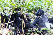 Gorillas, Rushegura Group, baby gorilla (Gorilla gorilla beringei), Bwindi Impenetrable Forest National Park, UNESCO World Heritage Site, Buhoma, Uganda, Africa