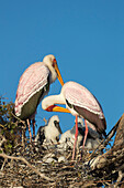 Gelbschnabelstorch (Mycteria ibis) am Nest, Chobe River, Botswana, Afrika