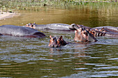 Hippopotamuses in the Nile River, Uganda, Africa