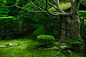 Moos Garten, Keishun-in Tempel, Kyoto, Japan, Asien