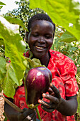 A female farmer harvests an aubergine (eggplant), using a knife, Uganda, Africa