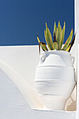 Kakteen in weiß getünchten Urne gegen weiße Wand und blauer Himmel, Imerovigli, Santorini, Kykladen, griechische Inseln, Griechenland, Europa