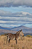 Young Cape mountain zebra (Equus zebra zebra), Mountain Zebra National Park, South Africa, Africa