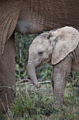 Baby-Afrikanischer Elefant (Loxodonta africana), Addo-Elefant-Nationalpark, Südafrika, Afrika