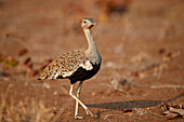 Rotschopfkorhaan (Eupodotis ruficrista), männlich, Krüger Nationalpark, Südafrika, Afrika