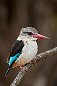 Eisvogel (Halcyon albiventris), Krüger Nationalpark, Südafrika, Afrika