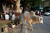 Straße und Gehweg mit Kuh in Vrindavan, Uttar Pradesh, Indien, Asien