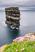 Downpatrick Kopf mit Blumen im Vordergrund, Ballycastle, County Mayo, Connacht, Irland, Europa