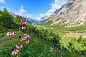 Lilien blühen in Val Ferret (Ferret-Tal), Courmayeur, Aostatal, Italien, Europa