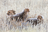 Gepard (Acinonyx jubatus) mit Jungen, Kgalagadi Transfronter Park, Nordkap, Südafrika, Afrika