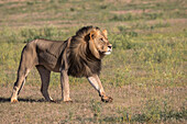 Lion (Panthera leo) male, Kgalagadi Transfrontier Park, Northern Cape, South Africa, Africa