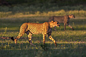 Geparden (Acinonyx jubatus), Kgalagadi Transfrontier Park, Nordkap, Südafrika, Afrika