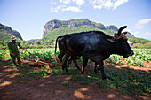 Kuba, Kuba, Mittelamerika, Karibik, Havanna, Tabakfarm in Pinal dal Rio, Kuh, Kühe bei der Arbeit
