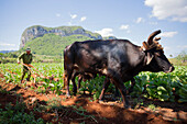 Cuba, Republic of Cuba, Central America, Caribbean Island, Havana district, Tobacco farm in Pinal dal Rio, cow,cows at work, man, man at work