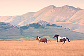 Europa, Italien, Umbrien, Perugia, Castelluccio di Norcia Sibillini Ranch