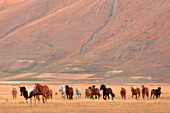 Europa, Italien, Umbrien, Perugia, Castelluccio di Norcia Sibillini Ranch