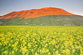 Europe,Italy,Umbria,Perugia district,Sibillini National park, Flowering of the lentil fields of Castelluccio of Norcia