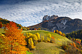 Autumn hills of San Pietro, Odle of Eores dolomites, Funes valley, South Tyrol region, Trentino Alto Adige, Bolzano province, Italy, Europe
