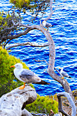 Möwen an der Küste der Insel San Domino, Tremiti Inseln, Foggia, Apulien, Italien