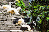 Schritte und Ziegen entlang der Wanderung, Annapurna Region, Nepal, Asien