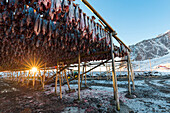 Kabeljau im Trocknen, Reine, Lofoten, Norwegen