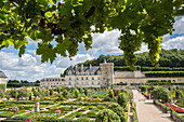 Villandry castle and its garden from under a grapevine, Villandry, Indre-et-Loire, France