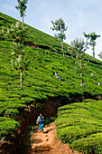 Munnar, Kerala, India Tea pickers working in plantations