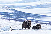 Nationalpark Dovrefjell, Oppdal, Norwegen