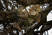 Leopard in the Masaimara