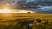 Elefant im Masaimara bei Sonnenuntergang