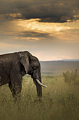 Elefant im Masaimara bei Sonnenuntergang
