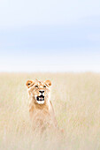 Männlicher Löwe in der Masai Mara