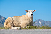 Grazing sheep along the grossglockner high alpine road, austria