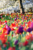 Multicolored tulips in bloom at the Keukenhof Botanical garden Lisse South Holland The Netherlands Europe
