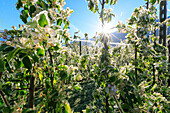 Sun lights up the apple orchards covered with ice in spring Villa of Tirano Sondrio province Valtellina Lombardy Italy Europe