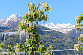 Blue sky on the apple orchards covered with ice in spring Villa of Tirano Sondrio province Valtellina Lombardy Italy Europe
