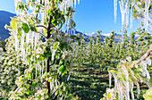 Close up of apple orchards covered with ice in spring Villa of Tirano Sondrio province Valtellina Lombardy Italy Europe