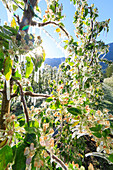 Close up of apple orchards covered with ice in spring Villa of Tirano Sondrio province Valtellina Lombardy Italy Europe