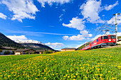 Bernina Expresszug, umgeben von gelben Blumenwiesen, Madulain, Kanton Graubünden, Maloja, Schweiz, Europa