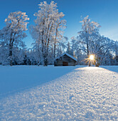 Sunburst leuchtet den verschneiten Wald, Kiruna, Norrbotten County, Lappland, Schweden