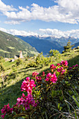 Rhododendren und alte Kirche im Hintergrund, San Romerio Alp, Brusio, Kanton Graubünden, Poschiavo Tal, Schweiz