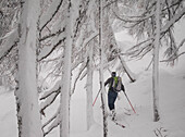 Skifahrer im Wald, Valgerola, Valtellina, Lombardei, Italien, Alpen