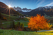 Autumn time at Santa Magdalena, Funes valley, Odle dolomites, South Tyrol region, Trentino Alto Adige, Bolzano province, Italy, Europe