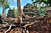 Kambodscha, Siem Reap, Ta Prohm Tempelruinen