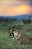 Lioness in the Masai Mara at sunset, Kenya