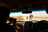 Tourist, der einen Elefanten und ihr Baby betrachtet, das die Straße kreuzt. Etosha Nationalpark, Namibia. Afrika