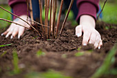 Die Hände einer Frau bedecken die Wurzeln einer kürzlich gepflanzten Pflanze mit Erde